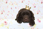 Labrador Retriever Puppy in Studio