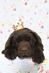 Labrador Retriever Puppy in Studio
