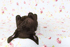 Labrador Retriever Puppy in Studio
