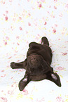Labrador Retriever Puppy in Studio