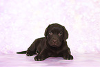 Labrador Retriever Puppy in Studio
