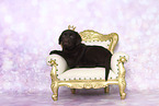 Labrador Retriever Puppy in Studio