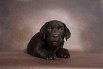 Labrador Retriever Puppy in Studio