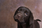 Labrador Retriever Puppy in Studio