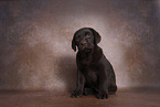 Labrador Retriever Puppy in Studio