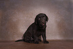 Labrador Retriever Puppy in Studio