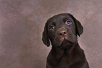 Labrador Retriever Puppy in Studio