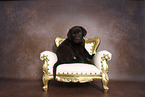 Labrador Retriever Puppy in Studio