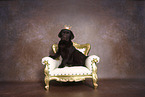 Labrador Retriever Puppy in Studio