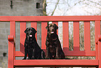 2 Labrador Retriever