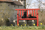 2 Labrador Retriever