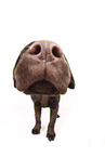 female Labrador Retriever