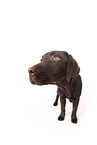 female Labrador Retriever