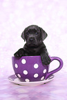 Labrador Retriever Puppy