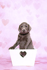 Labrador Retriever Puppy