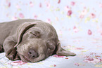 Labrador Retriever Puppy