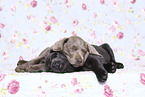 Labrador Retriever Puppies