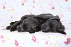 Labrador Retriever Puppies