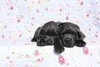 Labrador Retriever Puppies