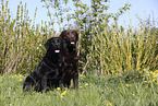 2 Labrador Retriever