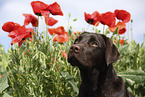 female Labrador Retriever