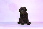 Labrador Retriever Puppy
