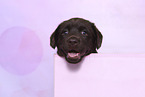 Labrador Retriever Puppy