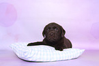 Labrador Retriever Puppy