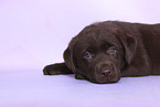 Labrador Retriever Puppy