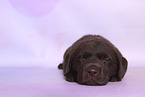 Labrador Retriever Puppy