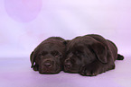 Labrador Retriever Puppies