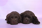 Labrador Retriever Puppies