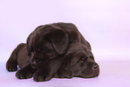Labrador Retriever Puppies