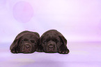 Labrador Retriever Puppies
