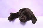 Labrador Retriever Puppy