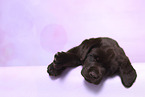 Labrador Retriever Puppy