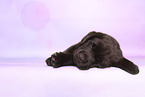 Labrador Retriever Puppy