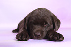 Labrador Retriever Puppy