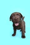Labrador Retriever Puppy