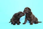 Labrador Retriever Puppies