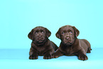 Labrador Retriever Puppies