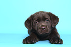 Labrador Retriever Puppy