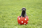 Labrador Retriever Puppy