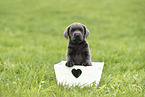 Labrador Retriever Puppy