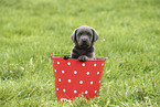 Labrador Retriever Puppy
