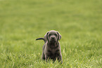 Labrador Retriever Puppy