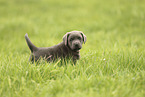 Labrador Retriever Puppy