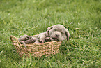 Labrador Retriever Puppy