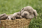 Labrador Retriever Puppy