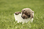 Labrador Retriever Puppy